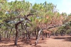 Ảnh minh họa: Internet