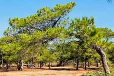 Rừng thông cổ thụ tại Đăk Đoa (ảnh internet)