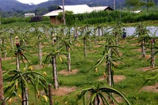 Bán đấu giá tài sản 5 tài sản bảo đảm của Ngân hàng Nông nghiệp và Phát triển nông thôn Việt Nam (Agribank) - chi nhánh huyện Tuy Phong, trong đó có 9.000 m2 tại Quốc lộ 1A đất trồng cây thanh long. (Ảnh minh họa internet)