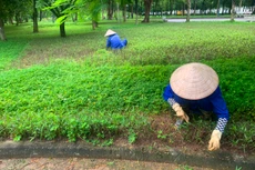 Gói thầu Trồng cây xanh hoa kiểng các khu vực trong công viên và đường phố năm 2023 có giá 12,955 tỷ đồng Ảnh minh họa: Nhã Chi