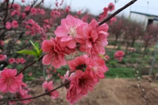 Thủ tướng chốt phương án nghỉ Tết Âm lịch 7 ngày. Ảnh: Tường Lâm