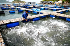 Ảnh chỉ mang tính minh họa. Nguồn Internet