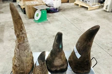 Ảnh chỉ mang tính minh họa. Nguồn Internet