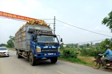 Ảnh chỉ mang tính minh họa. Nguồn Internet