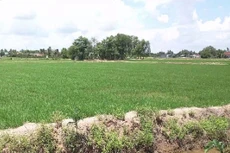 Chuyển mục đích sử dụng đất để thực hiện Dự án Khu dân cư biệt thự nhà vườn trên địa bàn huyện Bến Lức (tỉnh Long An). Ảnh minh họa