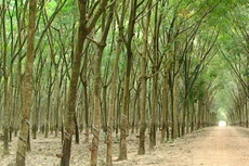 Ngày 7/8/2020, đấu giá 1,57 ha cây cao su thanh lý tại tỉnh Bình Phước  