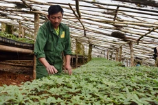 Xây dựng vùng bảo tồn nguyên vị (in situ) và vườn sưu tập (ex situ) nguồn gen cây sâm Việt Nam tại một số vùng sinh thái điển hình