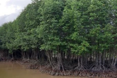 Ảnh chỉ mang tính minh họa. Nguồn Internet