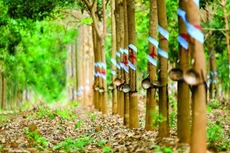 Ảnh chỉ mang tính minh họa. Nguồn Internet