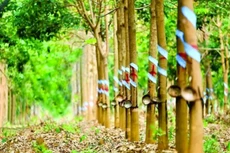 Ảnh chỉ mang tính minh họa. Nguồn Internet