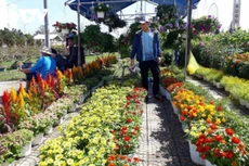 Đấu giá 164 lô tổ chức chợ hoa Tết Nhâm Dần 2022