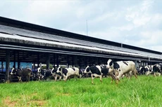 Vinamilk tiếp nhận thành công hơn 1.500 bò sữa nhập từ Mỹ về các trang trại Green Farm
