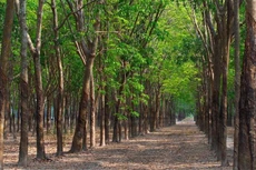 80.432 cây cao su trên diện tích 177,55 ha được đưa ra bán đấu giá với giá khởi điểm là 36,559 tỷ đồng. Ảnh chỉ mang tính minh họa. Nguồn Internet