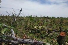 Hiện trường vụ phá rừng