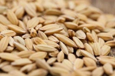 Xuất cấp không thu tiền 2.400 tấn hạt giống lúa cho tỉnh Thừa Thiên Huế và tỉnh Quảng Trị