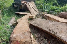 Nhiều cán bộ bị kỷ luật trong vụ 11 cây gỗ bị đốn hạ cạnh khu vực thăm dò khoáng sản