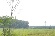 Trên 56ha đất được UBND tỉnh Ninh Bình giao cho các đơn vị thuộc Viện Chăn nuôi - Bộ NN&PTNT làm dự án nhưng bỏ hoang suốt 16 năm.