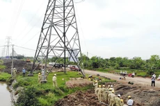 Thực hiện chằng néo VT12 ĐZ 273 Ninh Bình - 271 Trực Ninh và ĐZ 276 Ninh Bình - 271 Thái Bình