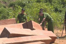 Bán đấu giá gỗ tang vật giá thấp bất thường