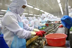 Thủy sản là một trong những lĩnh vực có số lượng doanh nghiệp đăng ký thành lập mới trong 10 tháng tăng mạnh. Ảnh: Lê Tiên