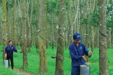 TRC tạm ứng cổ tức năm 2020 tỷ lệ 10%