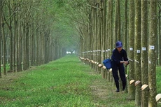 PHR dự kiến lãi quý IV đạt hơn 382 tỷ đồng