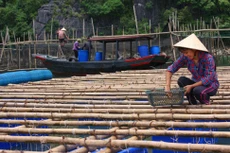 Vấn đề ứng phó với biến đổi khí hậu, tăng trưởng xanh, phát triển bao trùm luôn được Chính phủ chú trọng nhằm đảm bảo điều kiện sống tốt nhất cho người dân. Ảnh: Lê Tiên