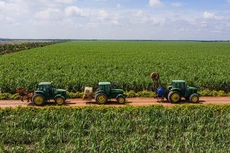 TTC Sugar: Lợi nhuận tăng gấp 3 trong quý đầu niên độ 2020 - 2021