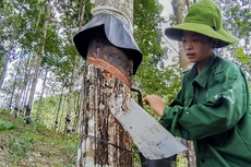 Nhiều doanh nghiệp cao su có kết quả kinh doanh khả quan sau nửa đầu năm thua lỗ. Ảnh: Vũ Lợi
