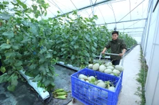 Dự kiến, khoảng 100 hợp tác xã sẽ tham gia Đề án Lựa chọn, hoàn thiện, nhân rộng mô hình hợp tác xã kiểu mới hiệu quả tại các địa phương trên cả nước giai đoạn 2021 – 2025. Ảnh: Huấn Anh