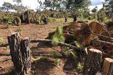 Cây rừng bị cưa hạ
ngổn ngang