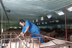 Ảnh chỉ mang tính minh họa. Nguồn Internet