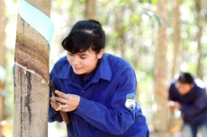 Tài sản đảm bảo của lô trái phiếu Hưng Thắng Lợi Gia Lai gồm 64 triệu cổ phần HAG