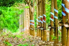 Ảnh chỉ mang tính minh họa. Nguồn Internet