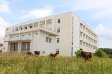 Người dân thả bò trong công trình Bệnh viện Lao, phổi Bình Dương bị bỏ hoang.