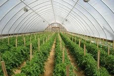 Ảnh chỉ mang tính minh họa. Nguồn Internet