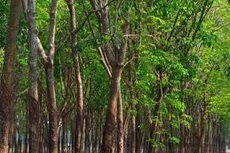 Ngày 20/7/2020, đấu giá 63.243 cây Cao su thanh lý tại tỉnh Bình Phước    