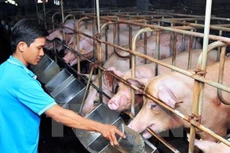 Giá thức ăn chăn nuôi tăng cao khiến nhiều người chăn nuôi điêu đứng. Ảnh: Internet 