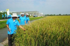 Quý IV/2020, Tập đoàn Lộc Trời báo lãi 163,7 tỷ đồng