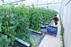 Một trong nhiều tiêu chí đánh giá tình hình phát triển kinh tế tập thể, hợp tác xã là doanh thu bình quân của hợp tác xã, liên hiệp hợp tác xã trong 6 tháng đầu năm 2021. Ảnh: Huấn Anh