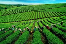 Quý II/2021, GTN báo lãi giảm 3%