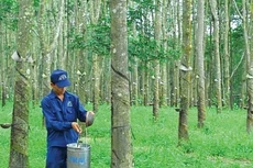 DPR dự kiến thưởng cổ phiếu tỷ lệ 100%