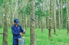 DPR chuẩn bị trả cổ tức tiền mặt năm 2020 với tỷ lệ 15%