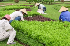 Đặc thù của các gói thầu cung ứng dịch vụ công như vệ sinh môi trường, duy trì cây xanh… là phải bảo đảm tính liên tục. Ảnh: Lê Tiên