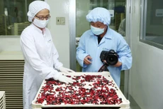 Dự án Cung cấp thuốc thuộc Danh mục thuốc được áp dụng hình thức đàm phán giá năm 2020 có giá dự toán hơn 1.775 tỷ đồng, gồm 4 gói thầu. Ảnh: Song Lê