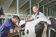 Cụm trang trại bò sữa đạt kỷ lục thế giới tại Việt Nam dưới góc nhìn của chuyên gia quốc tế