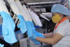 Gói thầu Mua sắm găng tay y tế của Bệnh viện Đa khoa Lâm Đồng năm 2021 lựa chọn nhà thầu qua mạng. Ảnh minh họa: Nguyễn Ánh