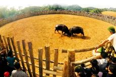 Những “ông trâu” xung trận là đại diện tiêu biểu, tinh tú cho những con trâu hàng ngày gắn bó với người nông dân trên đồng ruộng