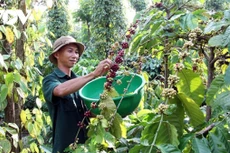 5 tháng 2021, xuất khẩu cà phê đạt 1,3 tỷ USD