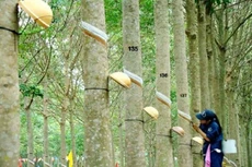 Cao su Phước Hòa: Lợi nhuận năm 2020 đạt hơn 1.123 tỷ đồng